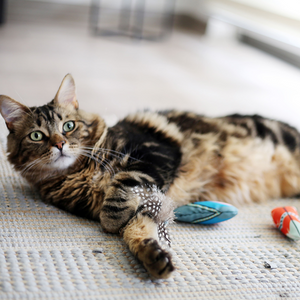 Juguete para gatos HEY! Maxi pluma con catnip