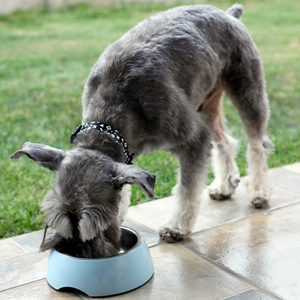 Plato para mascotas acero inox y melamina M